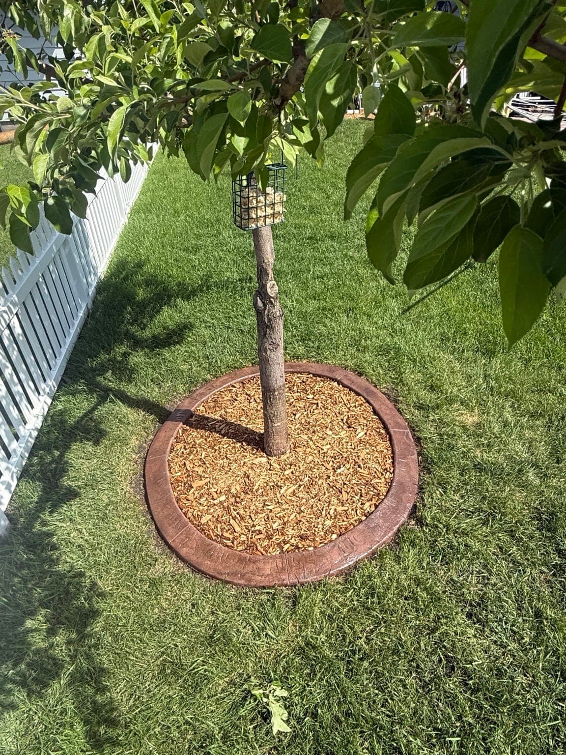Stamped-concrete tree ring NorthLine installed for Scott